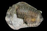 Fossil Calymene Trilobite Nodule - Morocco #100006-2